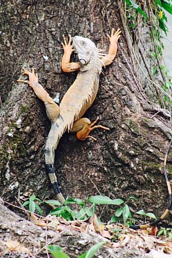 Iguana