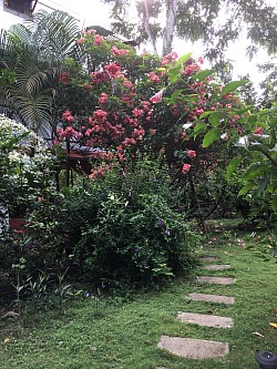 Nuestro jardín tropical