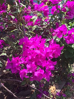 Colores de nuestro jardín